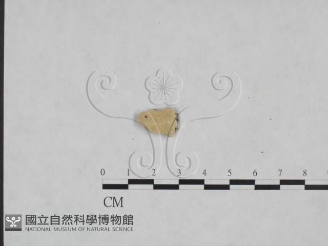 多年臥孔菌屬藏品圖，第3張