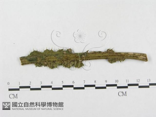登錄號:F0019277藏品圖，第1張