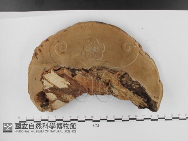 松生擬層孔菌藏品圖，第3張