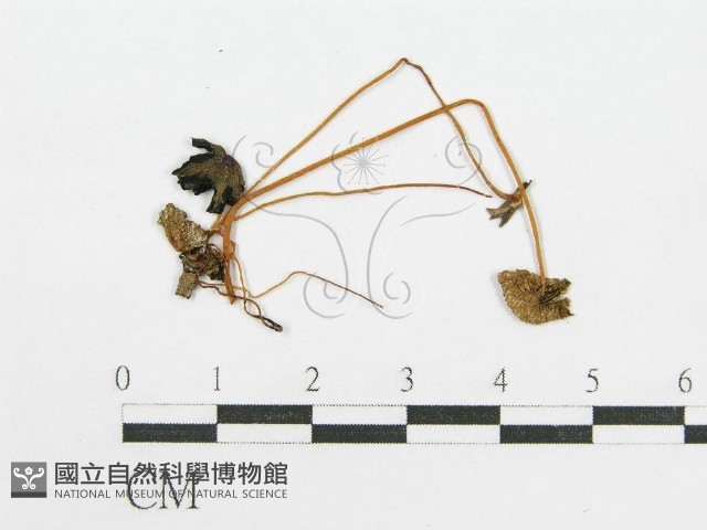 登錄號:F0003277藏品圖，第3張