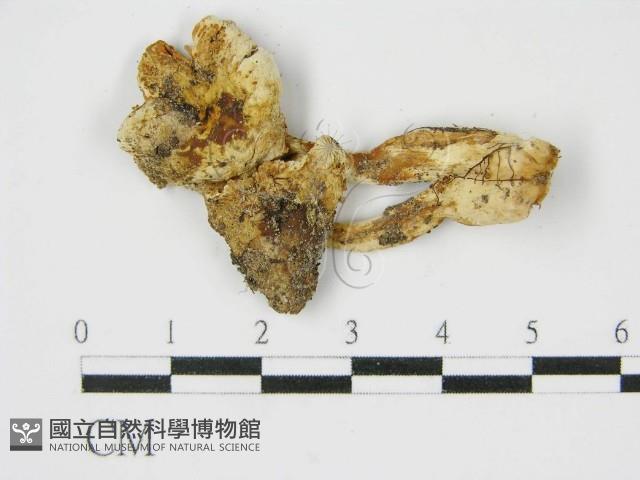 登錄號:F0013277藏品圖，第3張