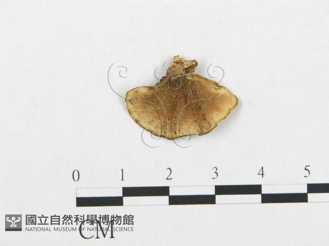 登錄號:F0018877藏品圖，第1張