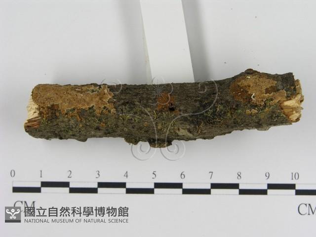 刺革菌屬藏品圖，第3張