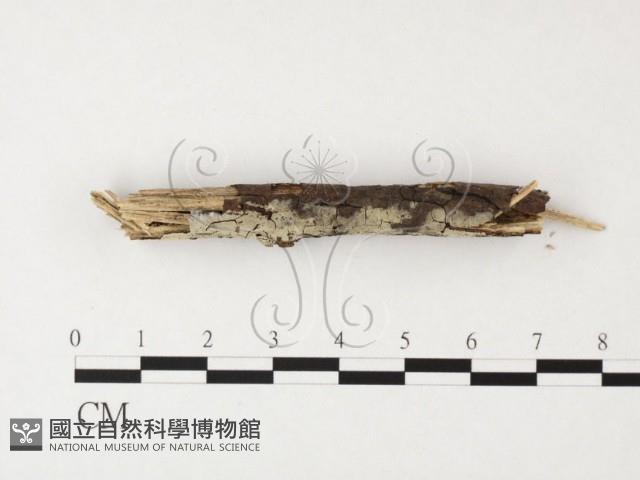 絲齒菌屬藏品圖，第3張
