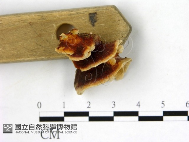 登錄號:F0006877藏品圖，第3張