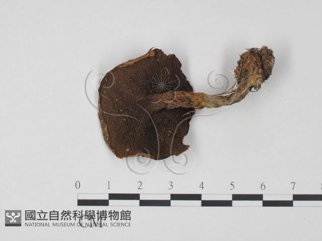 登錄號:F0021877藏品圖，第3張