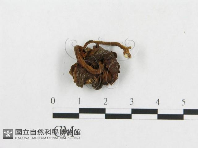 登錄號:F0001877藏品圖，第3張