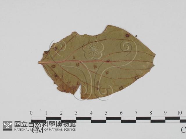 登錄號:F0011877藏品圖，第3張