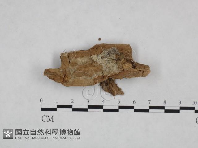 粗糙孢菌屬藏品圖，第3張