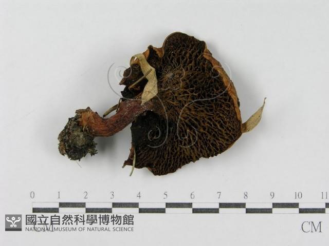登錄號:F0004877藏品圖，第3張