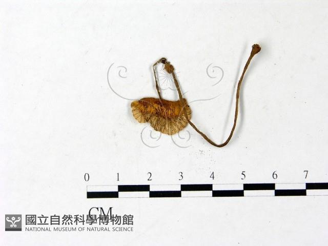 登錄號:F0022877藏品圖，第3張