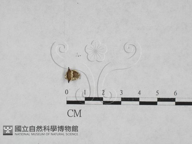 登錄號:F0027877藏品圖，第1張