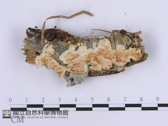 登錄號:F0017877藏品圖，第1張