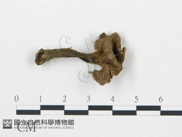 喇叭菌屬藏品圖，第3張