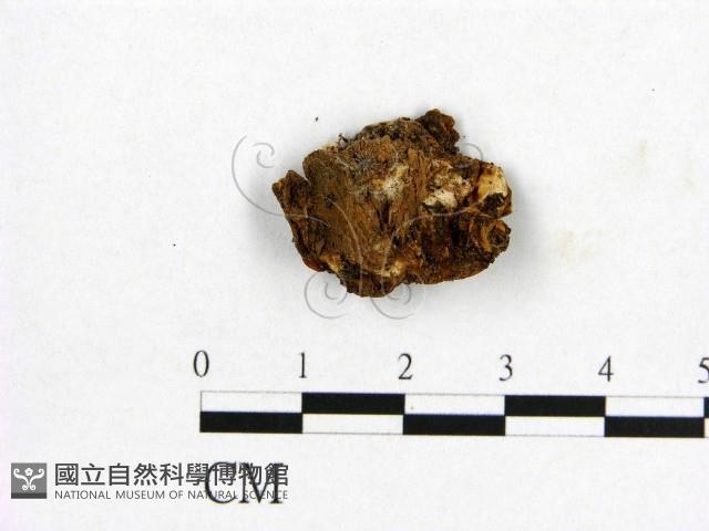 登錄號:F0019877藏品圖，第3張