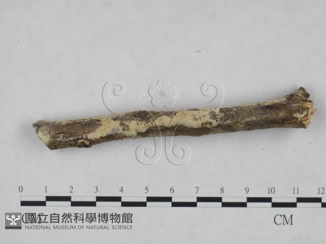 剛毛絲皮菌藏品圖，第3張