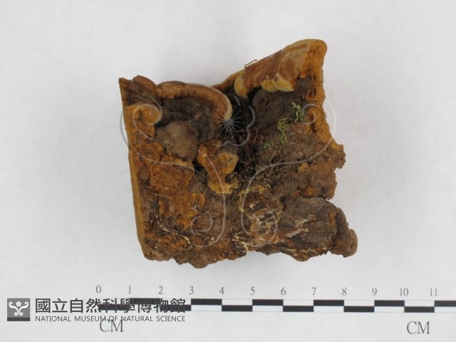 登錄號:F0003877藏品圖，第1張