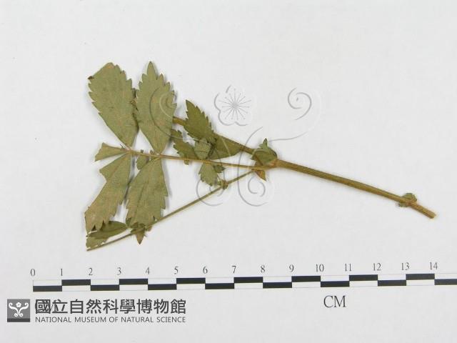登錄號:F0018977藏品圖，第1張