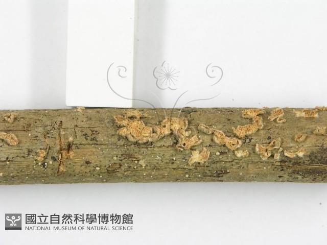 登錄號:F0010977藏品圖，第3張