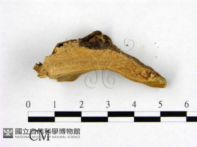 登錄號:F0006977藏品圖，第3張