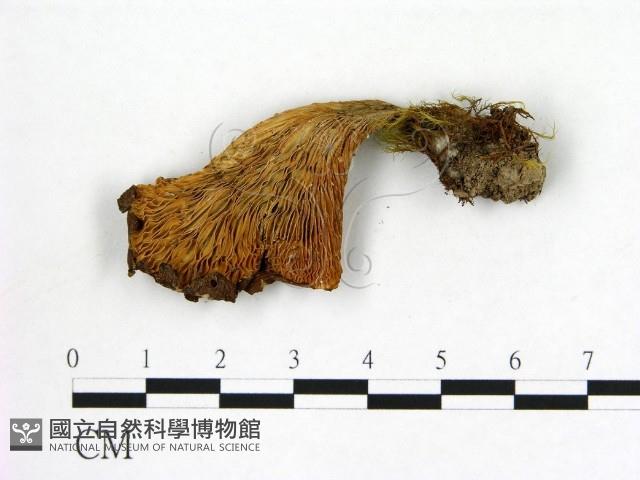 登錄號:F0021977藏品圖，第3張