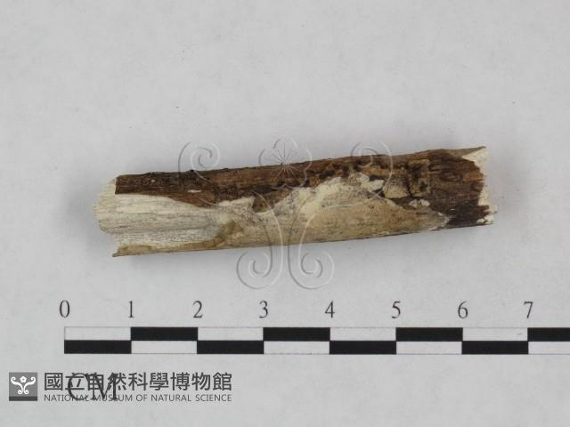 絲皮菌屬藏品圖，第3張