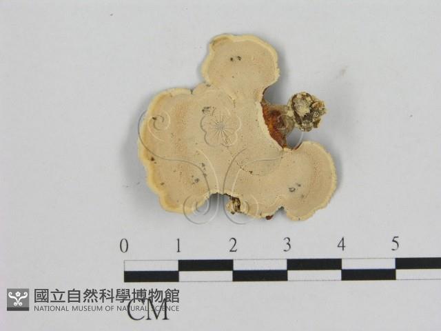 相鄰小孔菌藏品圖，第3張