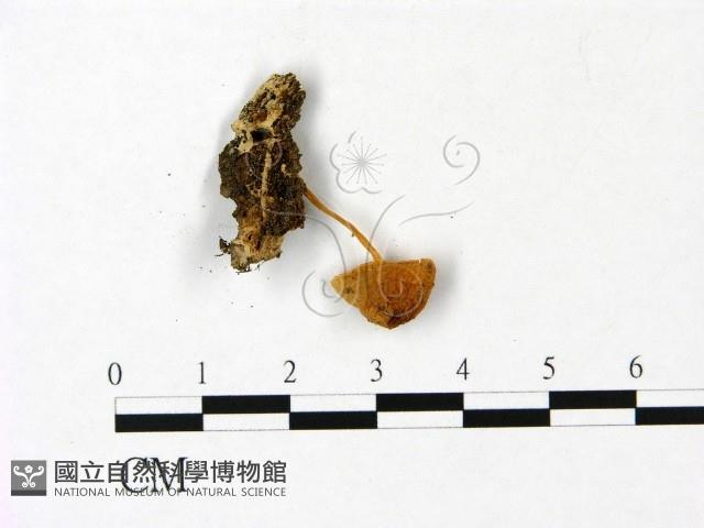 登錄號:F0022977藏品圖，第3張