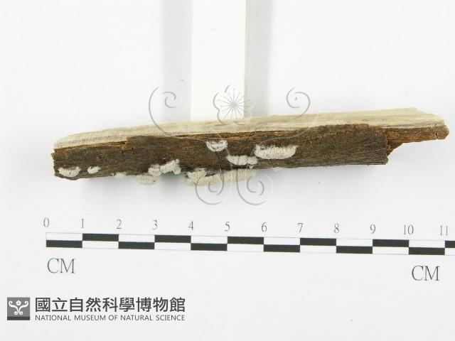 裂褶菌藏品圖，第3張