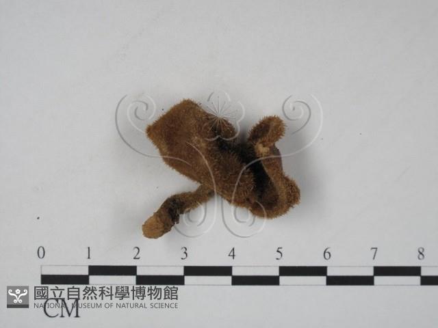 登錄號:F0012977藏品圖，第3張