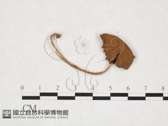 登錄號:F0025977藏品圖，第3張