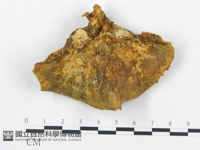 登錄號:F0005977藏品圖，第3張