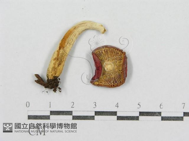 紅菇屬藏品圖，第3張