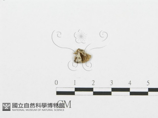 裂褶菌藏品圖，第3張