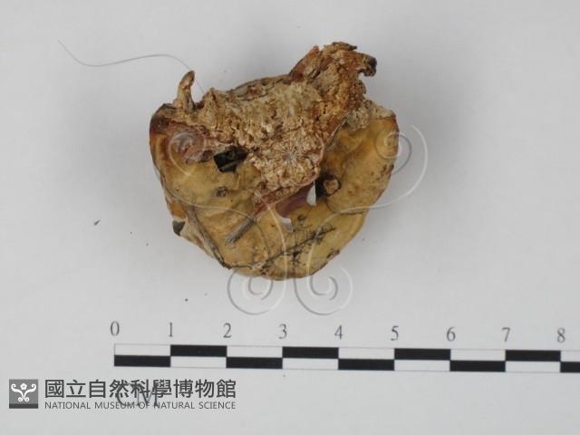 登錄號:F0019977藏品圖，第3張