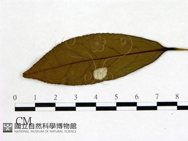 登錄號:F0020677藏品圖，第3張