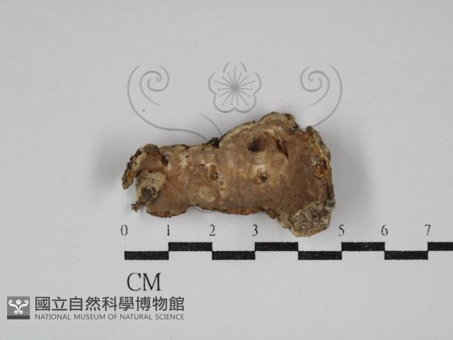 硬孔菌屬藏品圖，第3張