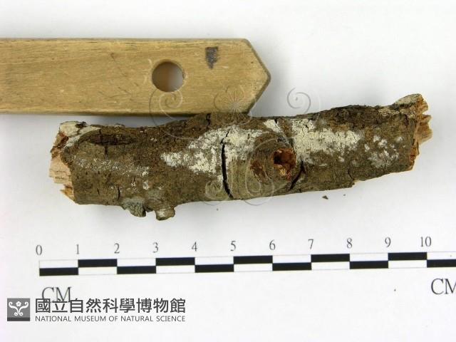 冇骨消絲齒菌藏品圖，第3張