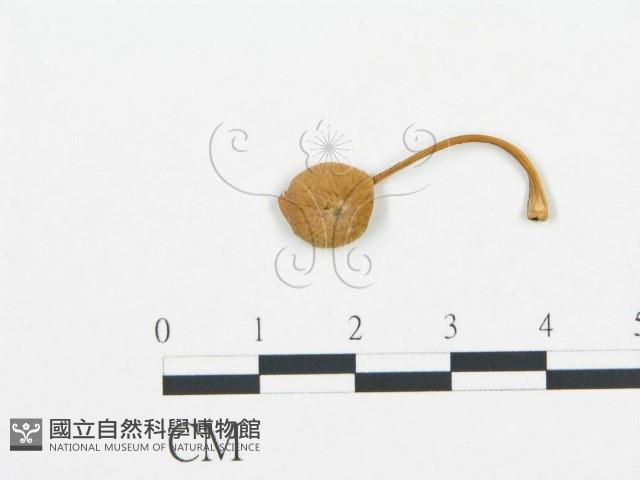 杯傘屬藏品圖，第3張