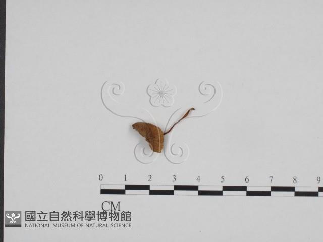 登錄號:F0024677藏品圖，第3張