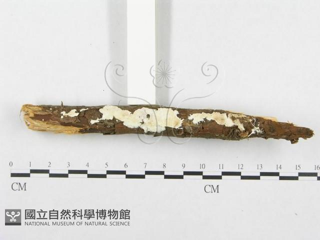 登錄號:F0014677藏品圖，第3張