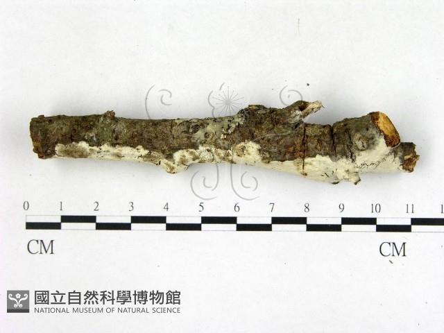 登錄號:F0022677藏品圖，第3張