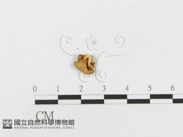 登錄號:F0002677藏品圖，第3張