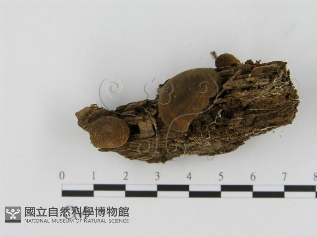 登錄號:F0012677藏品圖，第3張