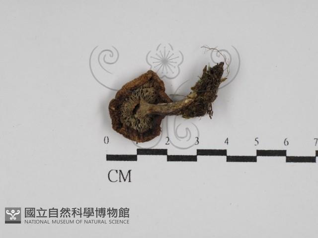 登錄號:F0027677藏品圖，第3張