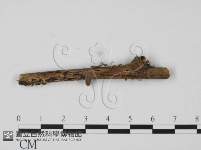 登錄號:F0007677藏品圖，第3張