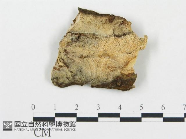 薄孔菌屬藏品圖，第1張
