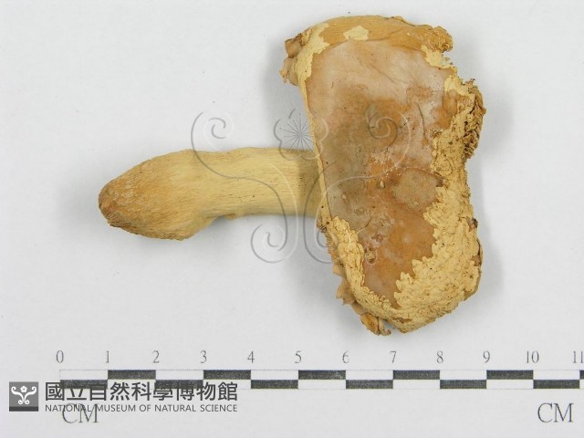 紅菇屬藏品圖，第3張