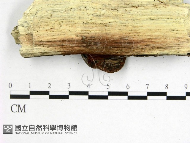 登錄號:F0003677藏品圖，第3張