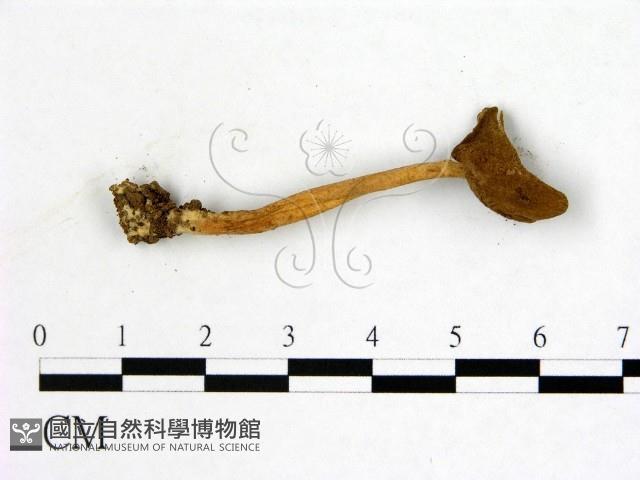 登錄號:F0013677藏品圖，第3張